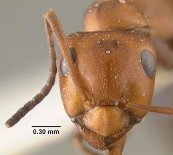 Media type: image;   Entomology 19764 Aspect: head frontal view